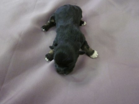 havanese-puppies